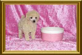 poodlesbydesign.biz Monchere