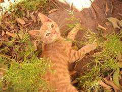 centromichimiau.com.ar Monchita