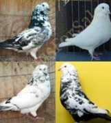 pigeonfarms.com Mondain