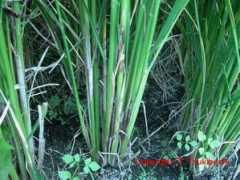 Mongare