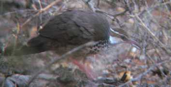 worldbirds.eu Monias