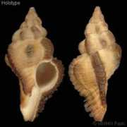 gastropods.com Monicae
