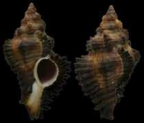 gastropods.com Monicae