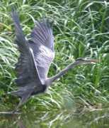 worldbirds.eu Monicae