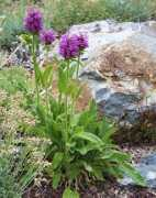 laporteavenuenursery.com Monieri