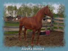 driftwoodranch.com Moniet