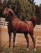 asarabians.com Moniet