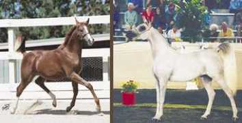 saba-arabians.com Moniette