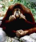 Monkey
