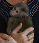 grinninggeckodesign.com Monkeybaby