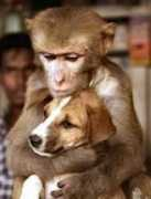 Monkeydog