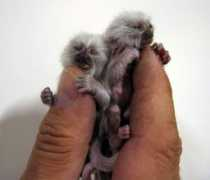 Monkeys