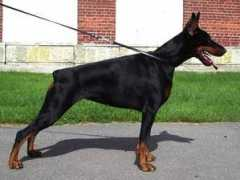 dobermann-review.com Monnaliza
