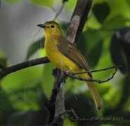 orientalbirdimages.org Monnappa