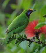orientalbirdimages.org Monnappa