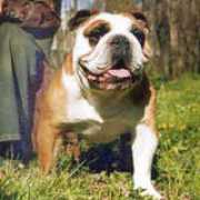 buldog-vivat.narod.ru Monper