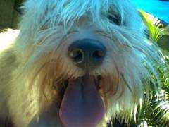 dogster.com Monski