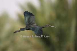 birdsoman.com Montasar