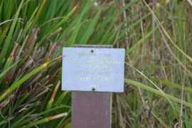 odt.co.nz Montecillo