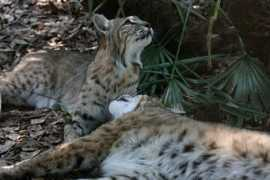 bigcatrescue.org Montiel