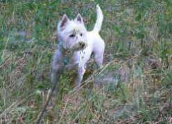 wyomingwesties.com Monyc