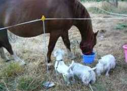 wyomingwesties.com Monyc