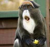 Monyet