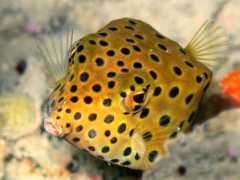Monyong