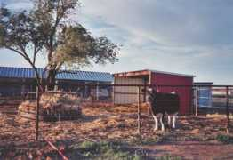 treegracefarms.com Moocow