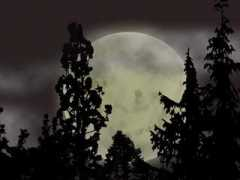 wsims.com Moont