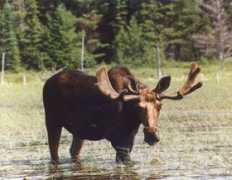 Moose
