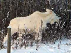 Moose