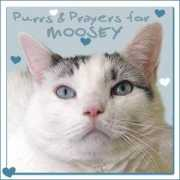 Moosey