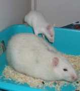 rattenseite.com Moppel