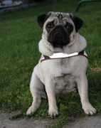 kennelpeubaw.com Mopsi