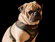 tunturisusi.com Mopsi