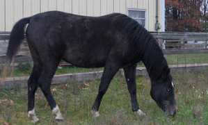 Morab