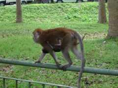 98131326.dk Morabe