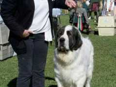 pyreneanmastiff.com Moralet