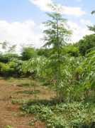 abundancefarm.com Moranga