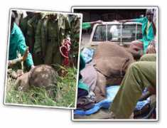 sheldrickwildlifetrust.org Morani