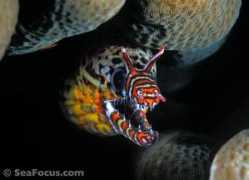 seafocus.com Morays