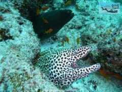maldivesdivetravel.com Morays