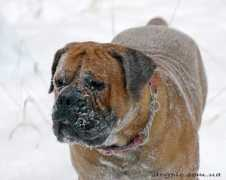 dogpic.com.ua Mordoj
