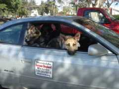 sheprescue.org Moreano