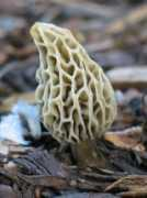 Morel