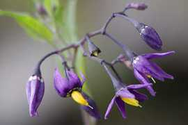Morelles