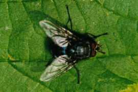 Morellia