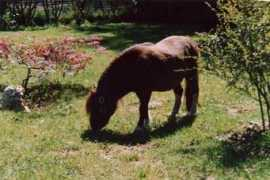 allpepper.it Morellina