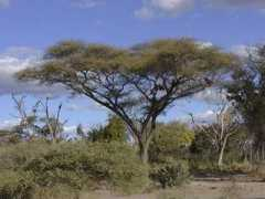 Moremi
